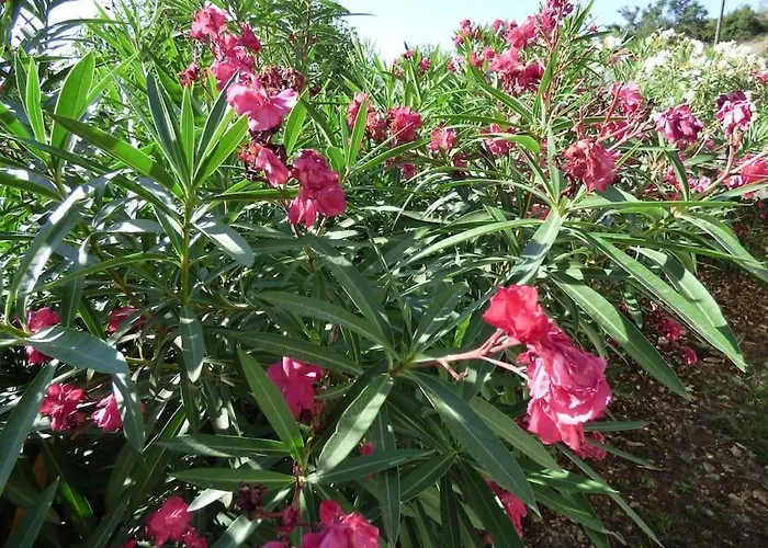 Apartment 1 Agios Leon