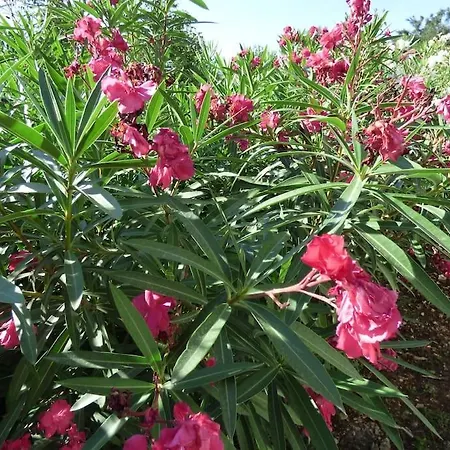 Apartment 1 Agios Leon